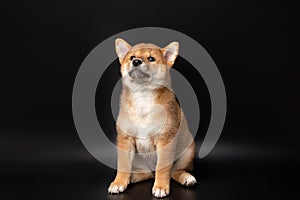 Cute portrait of Red-haired Japanese smiling cute puppy Shiba Inu Dog sitting on isolated black background, front view