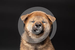 Cute portrait of Red-haired Japanese smiling cute puppy Shiba Inu Dog sitting on isolated black background, front view