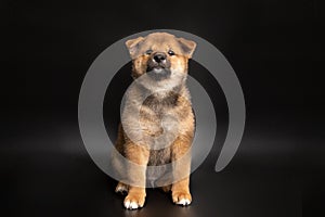 Cute portrait of Red-haired Japanese smiling cute puppy Shiba Inu Dog sitting on isolated black background, front view