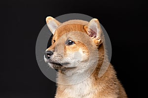 Cute portrait of Red-haired Japanese smiling cute puppy Shiba Inu Dog sitting on isolated black background, front view