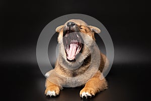 Cute portrait of Red-haired Japanese smiling cute puppy Shiba Inu Dog sitting on isolated black background, front view