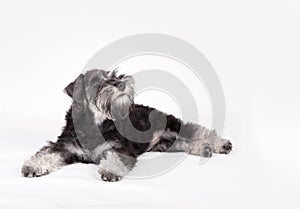 Cute portrait of Schnauzer dog in studio