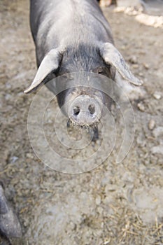 Cute portrait shots of pigs