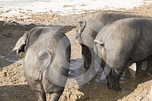 Cute portrait shots of pigs