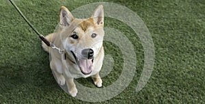 Cute portrait Smiling young Shiba inu Dog sit on green background,top view,copy space