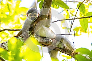 Cute portrait of squirrel monkey in amazon jungle