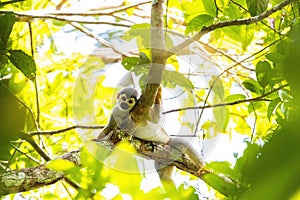Cute portrait of squirrel monkey in amazon jungle