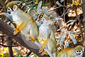 Cute portrait of squirrel monkey in amazon jungle