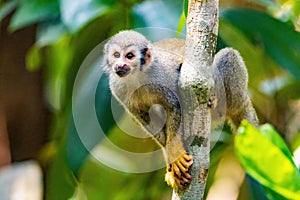 Cute portrait of squirrel monkey in amazon jungle