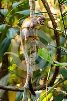 Cute portrait of squirrel monkey in amazon jungle