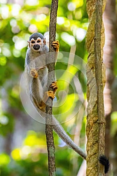 Cute portrait of squirrel monkey in amazon jungle