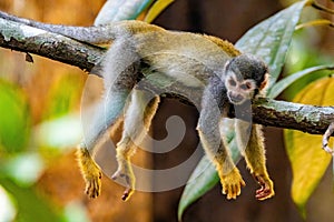 Cute portrait of squirrel monkey in amazon jungle forest