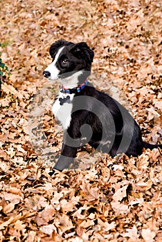 Cute portrait of a young border collie playing in the fallen leaves in autumn