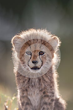 Cute portrait of a young Cheetah cub South Africa