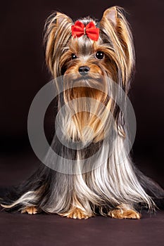 Cute portrait of young yorkshire terrier dog sitting on dark plum background and looking right to the camera.