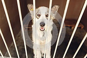 Cute positive dog looking in shelter cage, happy and sad emotio