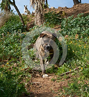 Cute, powerful Cimarron Uruguayo (Perro cimarron uruguayo) dog running in nature photo