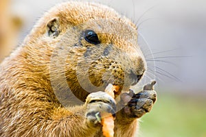 Cute prairie dog