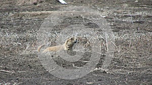 Cute Prairie Dog at Burrow