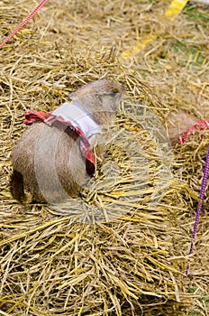 Cute prairie dog dressed up with haycock dry grass