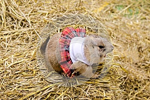 Cute prairie dog dressed up with haycock dry grass