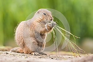 Cute Prairie dog is eating grass