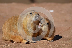 Cute Prairie Dog Nipping At his Friend photo