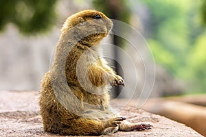 A cute prairie dog sitting on the ground