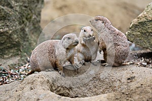 Cute prairie dogs