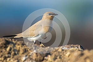 A cute Pranticole bird with a nice blue background