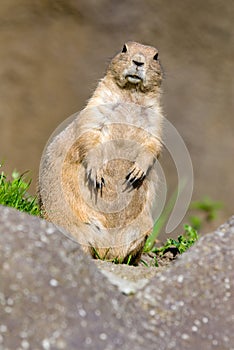 Cute prarie dog