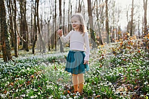 Cute preschooler girl in green tutu skirt gathering snowdrop flowers in park or forest on a spring day