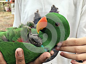 A cute Psittacines or Parrot bird.