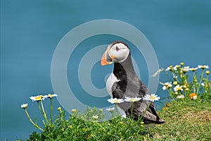 A cute puffin with daisies