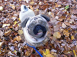 Cute pug on an autumn day with mouth slightly open