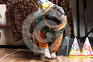 Cute pug celebrates his first birthday, dressed in a cap and suit, goes forward.