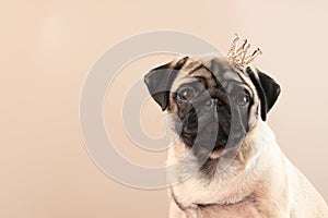 A cute pug with a crown on his head. A pug puppy on a beige background. The crown is yellow. Copy space.