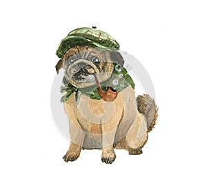 Cute pug, cute art watercolor on white background Illustration animals.