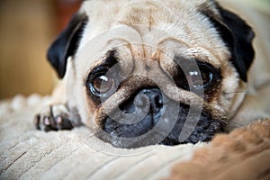 A cute Pug dog