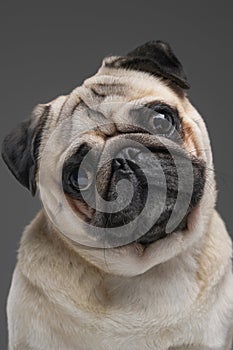 Cute pug dog with beige fur isolated on gray background