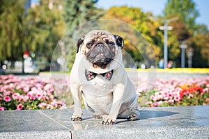 A cute pug dog in a black and red butterfly tie against a background of a summer city landscape.