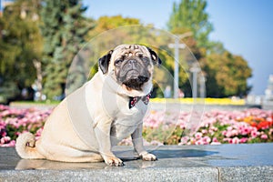 A cute pug dog in a black and red butterfly tie against a background of a summer city landscape.