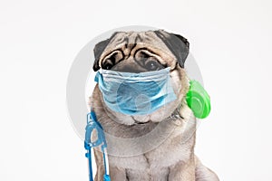 Cute pug dog breed wearing mask for protection virus and ..Stethoscope