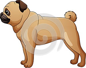 Cute pug dog cartoon isolated on white background