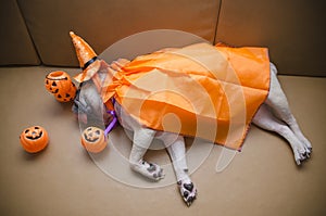 Cute pug dog with costume of happy halloween day sleep lay down on sofa with plastic pumpkin Jack O'Lantern