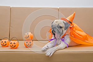 Cute pug dog with costume of happy halloween day sleep rest on s