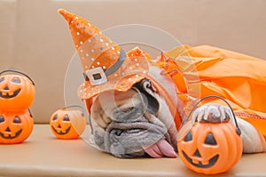 Cute pug dog with costume of happy halloween day sleep rest on sofa