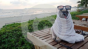 Cute Pug Dog Dries on a Beach After Swimming Wrap with a Towel photo