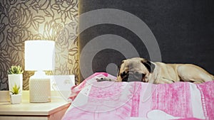 Cute pug dog falls asleep on bed in bedroom