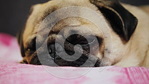 Cute pug dog falls asleep, lying on the rose blanket, tired